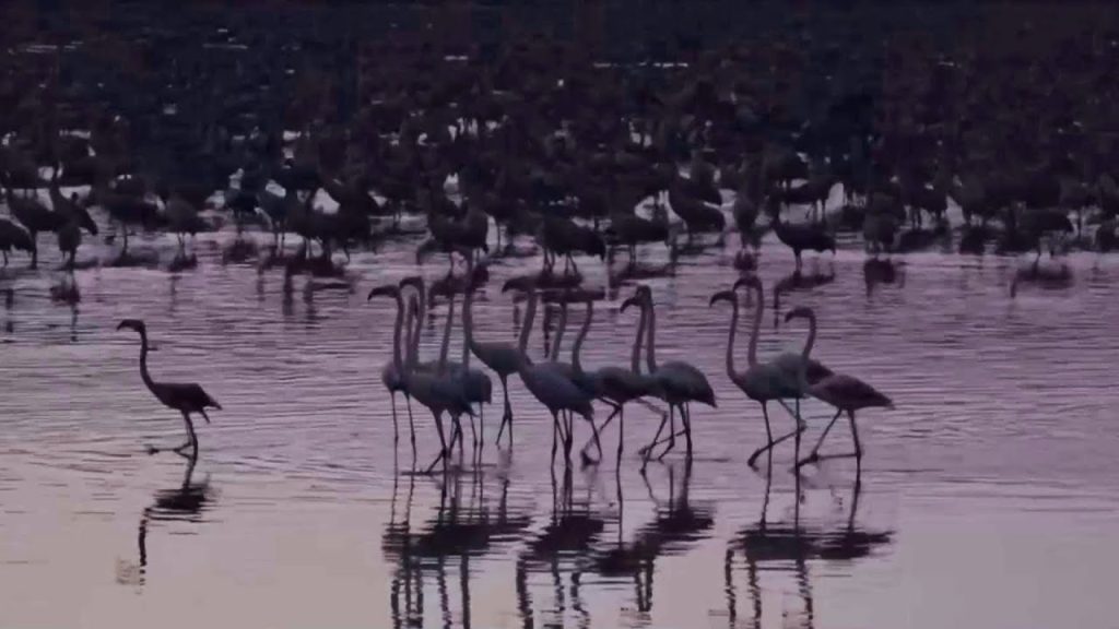 העמק הוורוד: מאות פלמינגואים בדרך לאפריקה עצרו להפוגה קלה