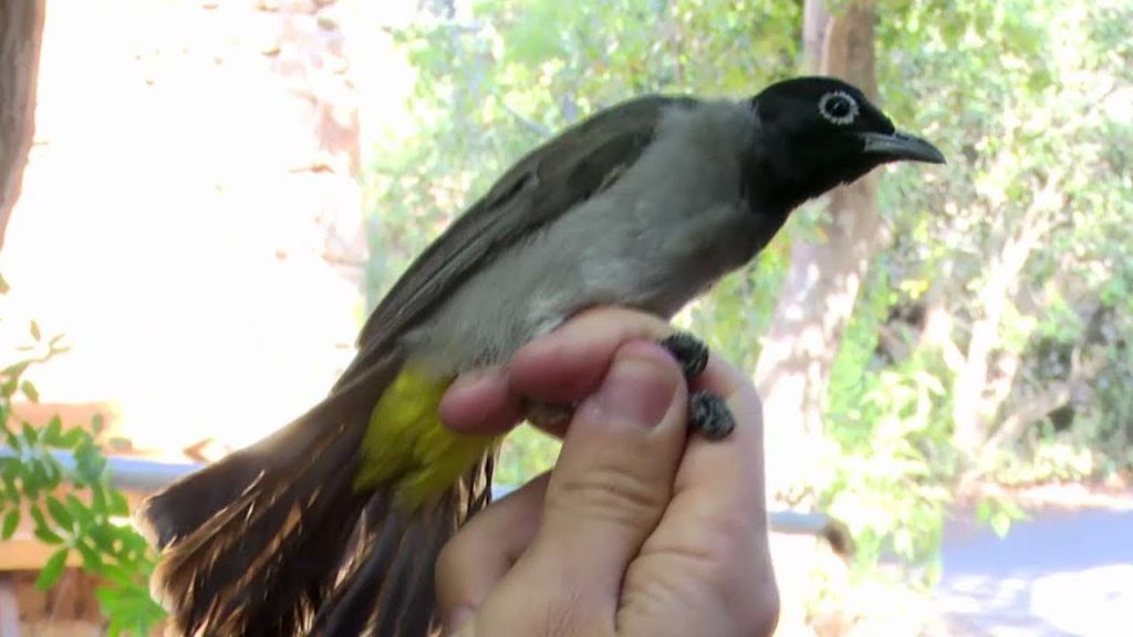 הנדידה האחרונה? הציפורים שנאבקות לשרוד את השינויים בעולם