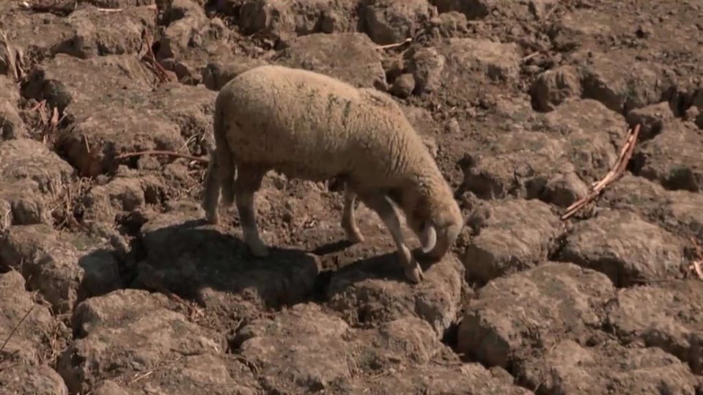 אגמים מתייבשים ואין מים בברזים: אירופה סובלת מבצורת קשה