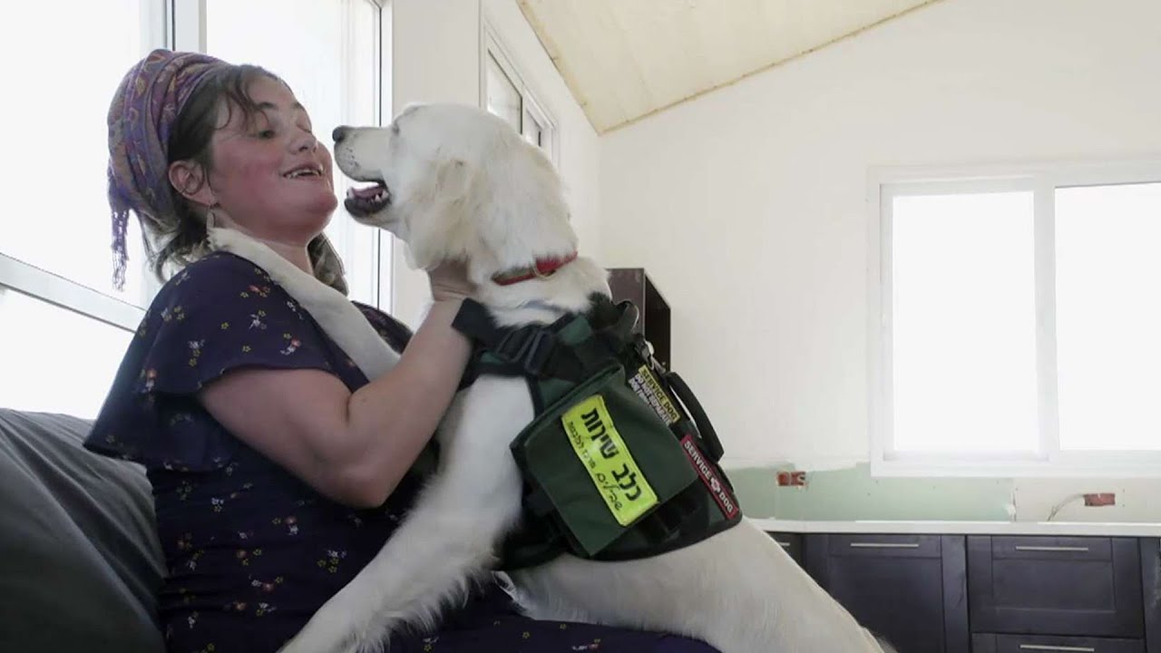 חבר נפש: כלבי השירות שעוזרים לאנשים להתמודד עם פוסט טראומה