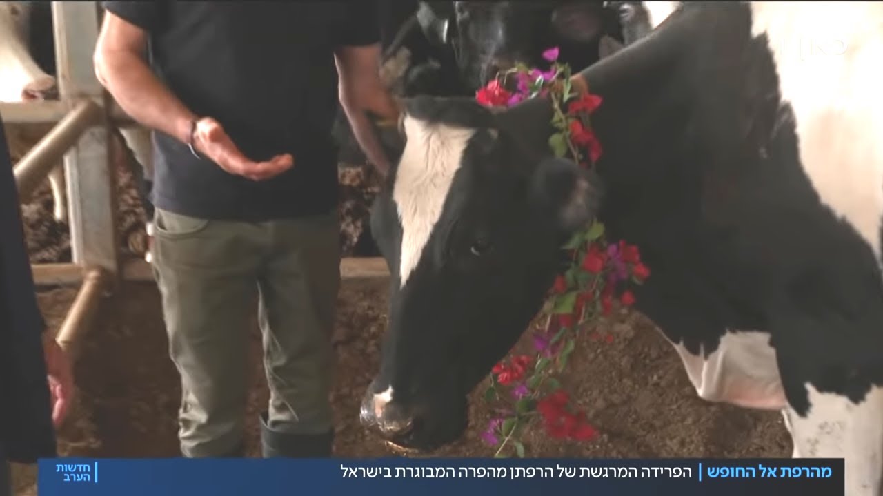 "הסבתא של העדר": הפרה המבוגרת בישראל יוצאת לפנסיה בכבוד