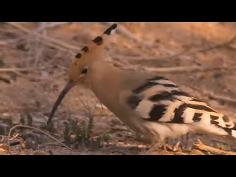 ציוץ אחרון? הדוכיפת הולכת ונעלמת מישראל