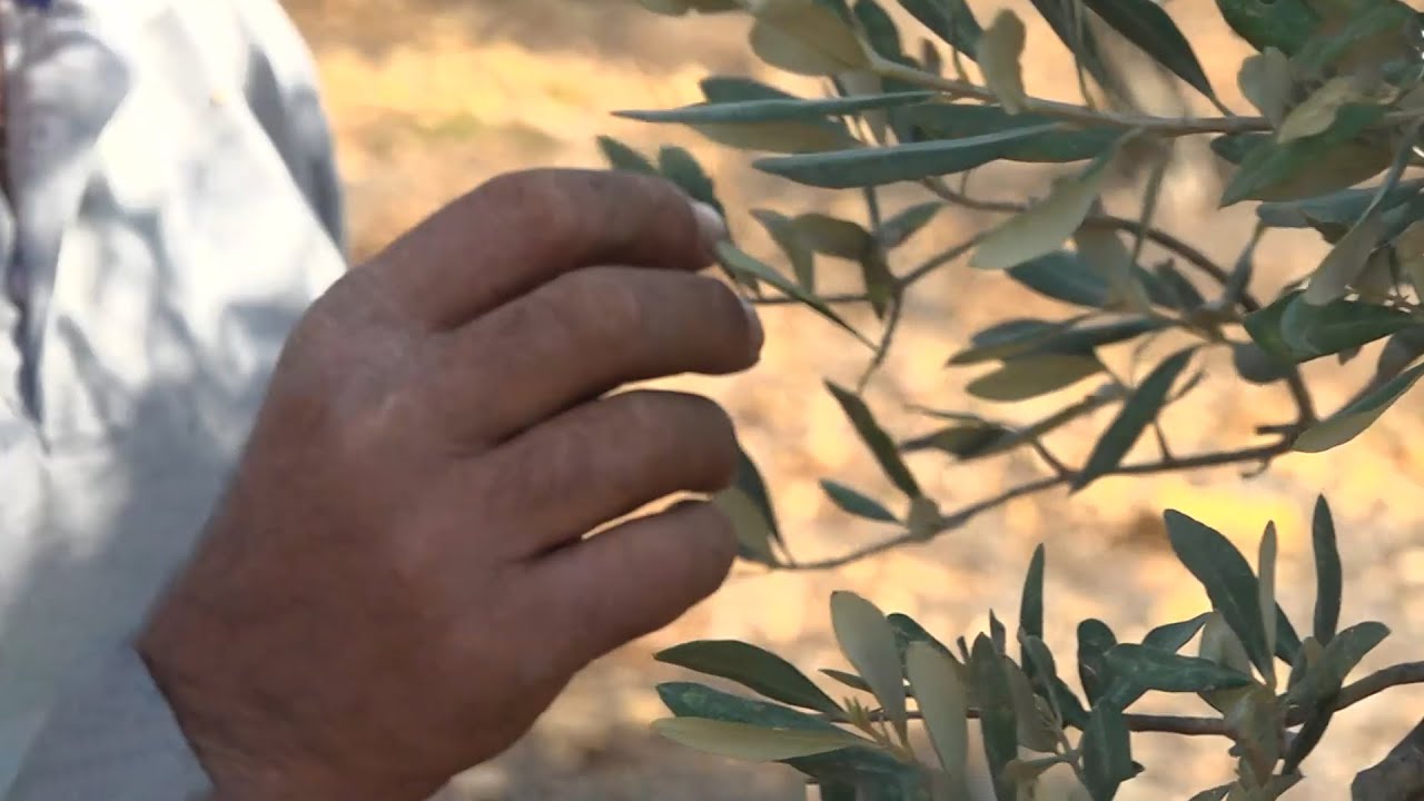 נס פך השמן: חקלאים וחוקרים שומרים על מטעי הזית בתפארתם