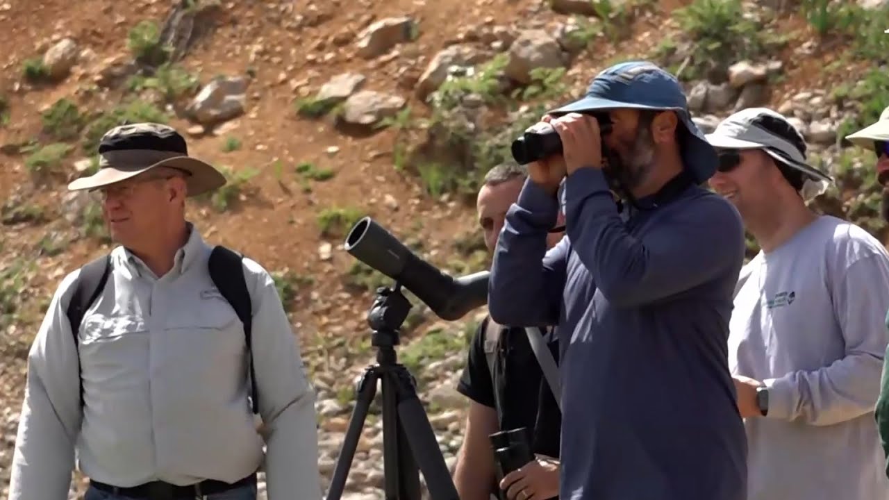 הסוד של החרמון: הפרח הנדיר שפורח כמה שעות בשנה