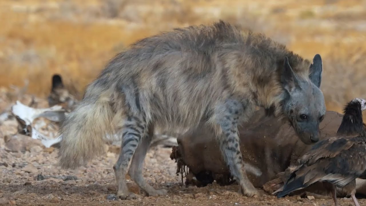 שיא הצביעות: הטורף הגדול בישראל כובש את חיי הלילה של מודיעין